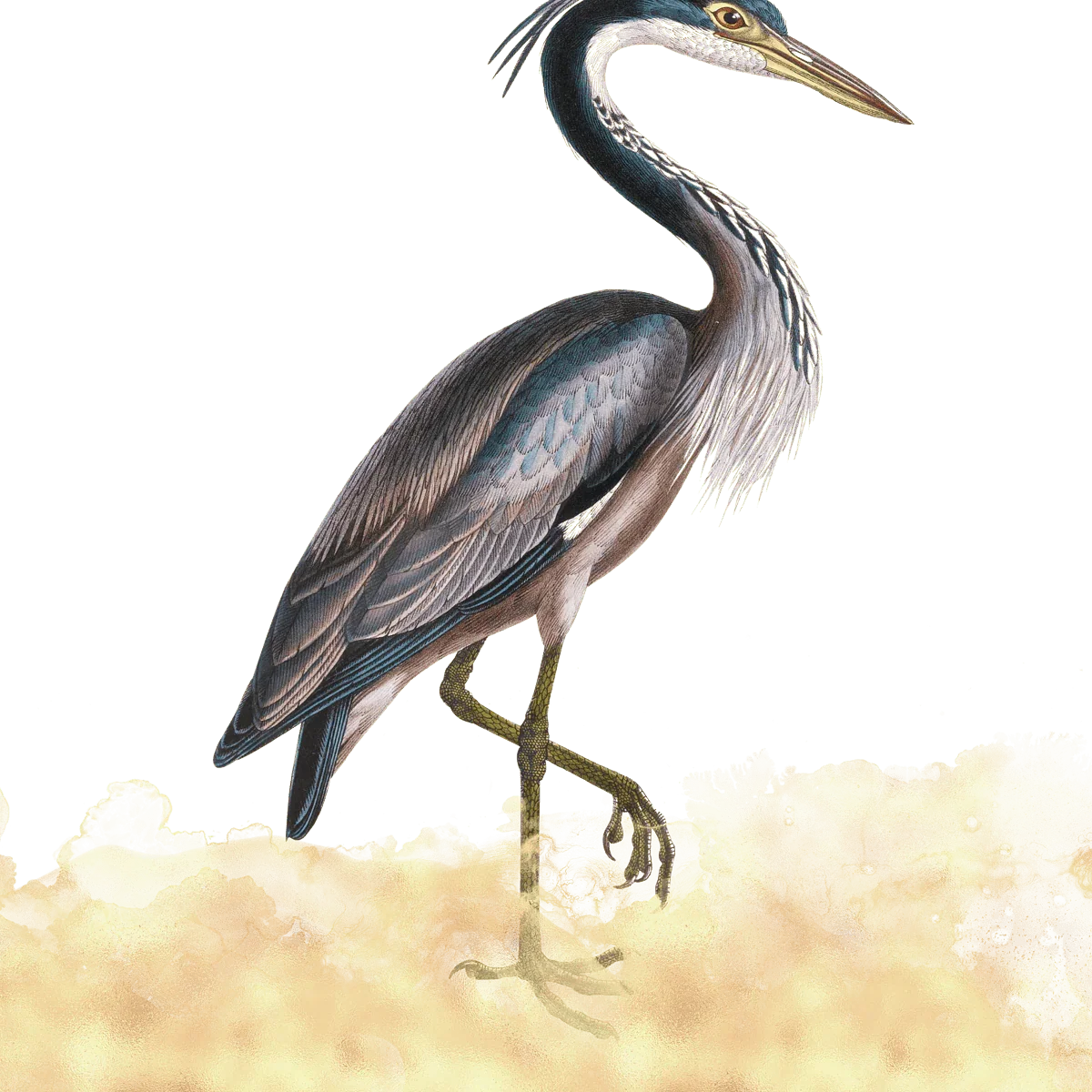 Heron Bird image 0