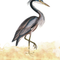 Heron Bird image 0